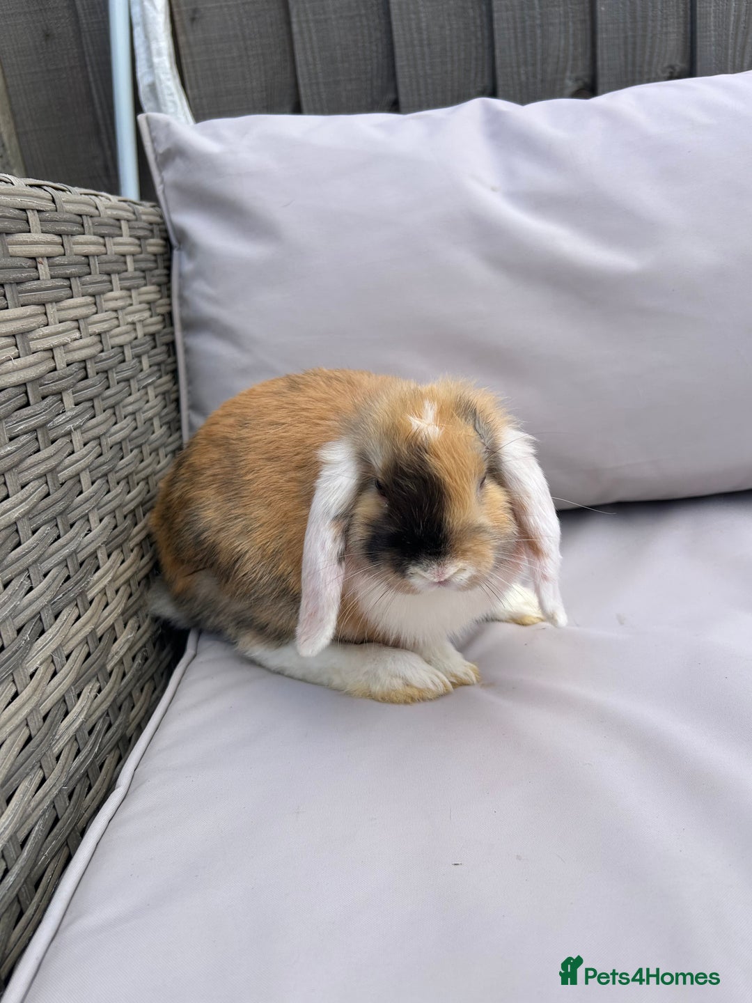 Mini Lop rabbits for sale: Beautiful baby mini lop rabbits  - Image 11
