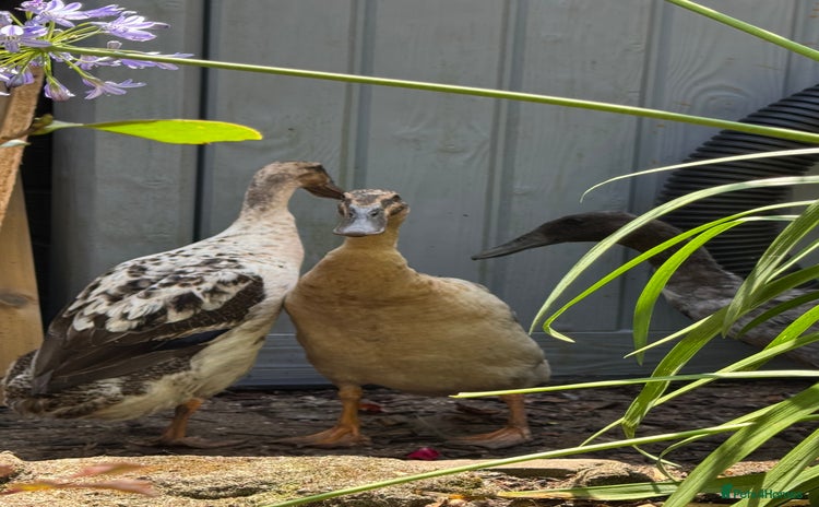 Ducks poultry - Advert 3