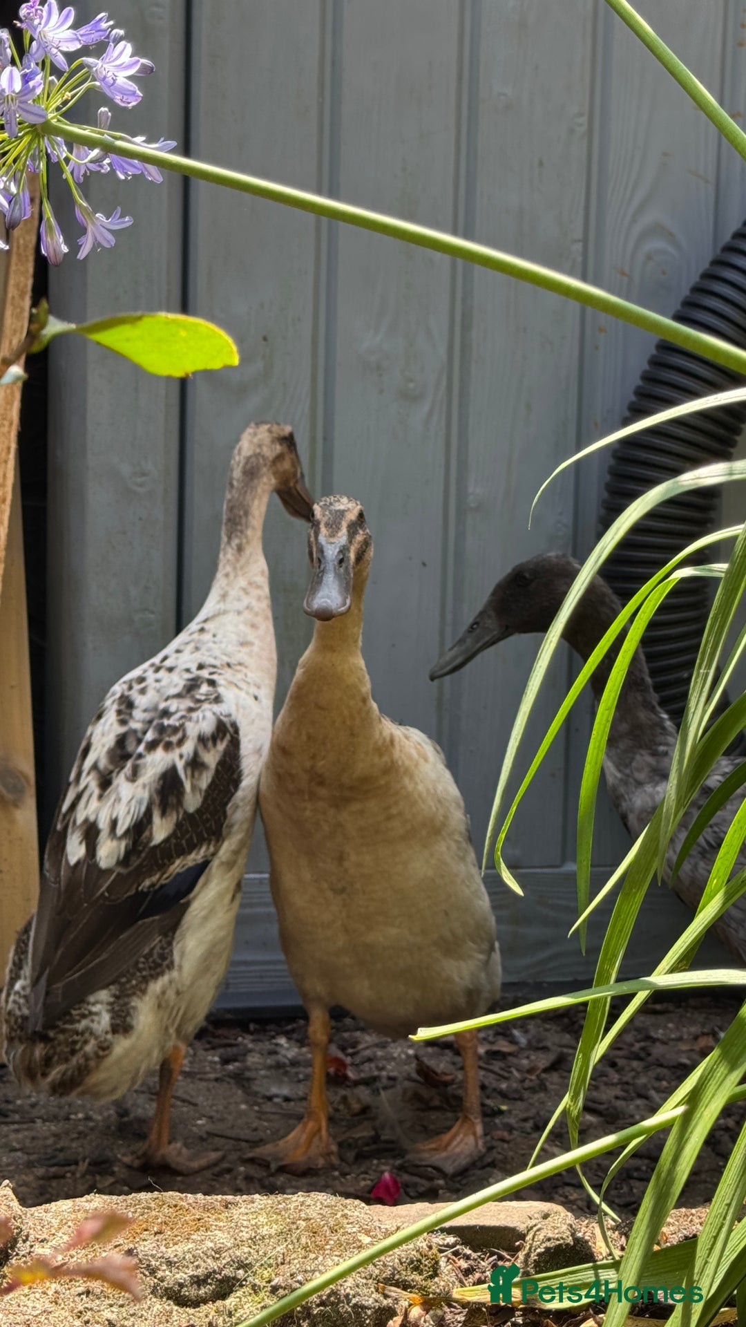 Ducks poultry for sale: Indian Runner Ducks x3 - Image 1