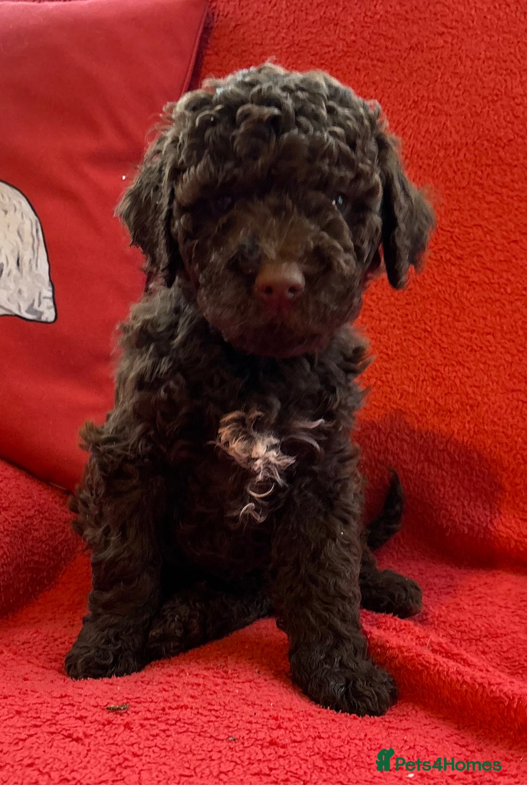 Lagotto Romagnolo dogs for sale: KC Registered Lagotto Puppies (⭐️⭐️⭐️⭐️⭐️ Breeder) - Advert 10