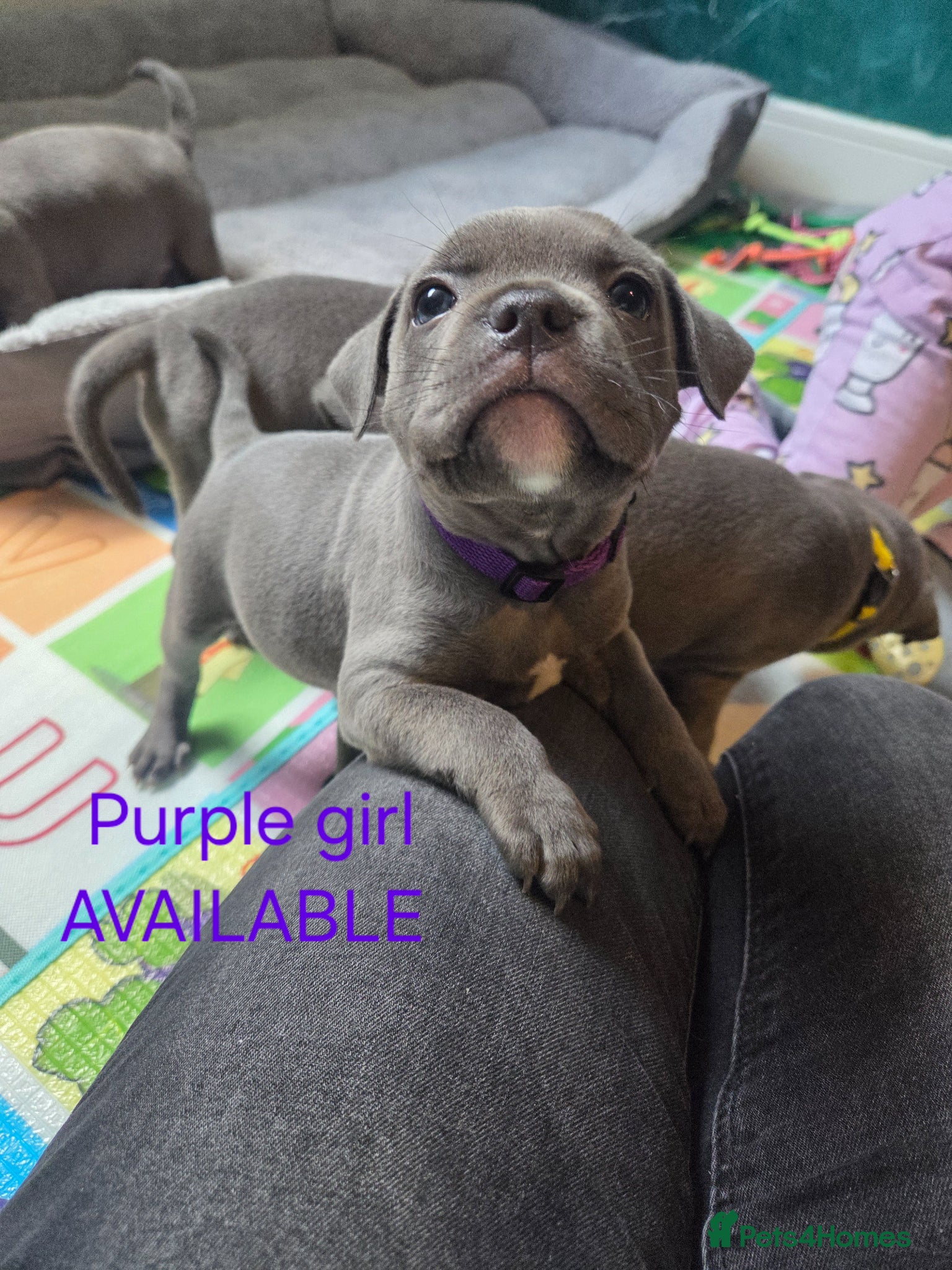 Staffordshire Bull Terrier dogs KC champ Staffies - Advert 12