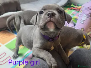 Staffordshire Bull Terrier dogs KC champ Staffies - Advert 12