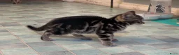 Bengal cats for sale: 2 beautiful Bengal mixed kitten girls.  - Advert 11