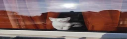 Turkish Angora cats for sale: Beautiful Turkish Angora Female  - Advert 7