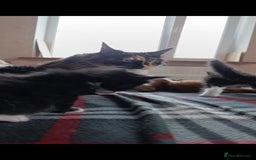 Maine Coon cats for sale: Maine-Coon kittens  - Image 21