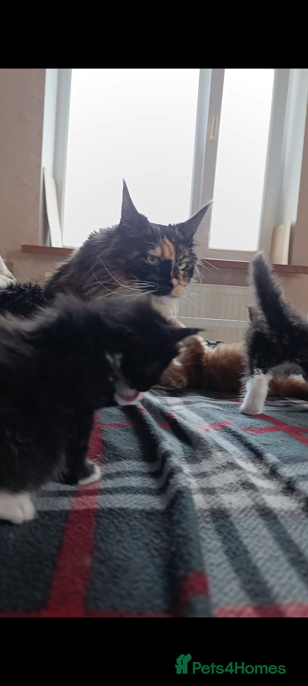 Maine Coon cats for sale: Maine-Coon kittens  - Image 21