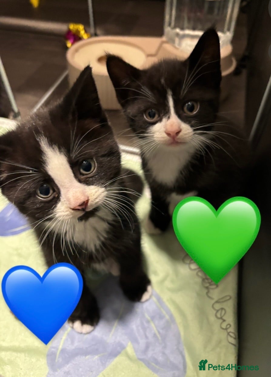 European cats Kittens  - Advert 2