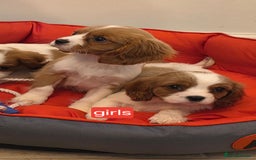 Cavalier King Charles Spaniel dogs for sale: Beautiful Cavalier King Charles Puppies - Image 17