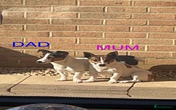 Jack Russell dogs for sale: Miniature Jack Russels  - Image 8