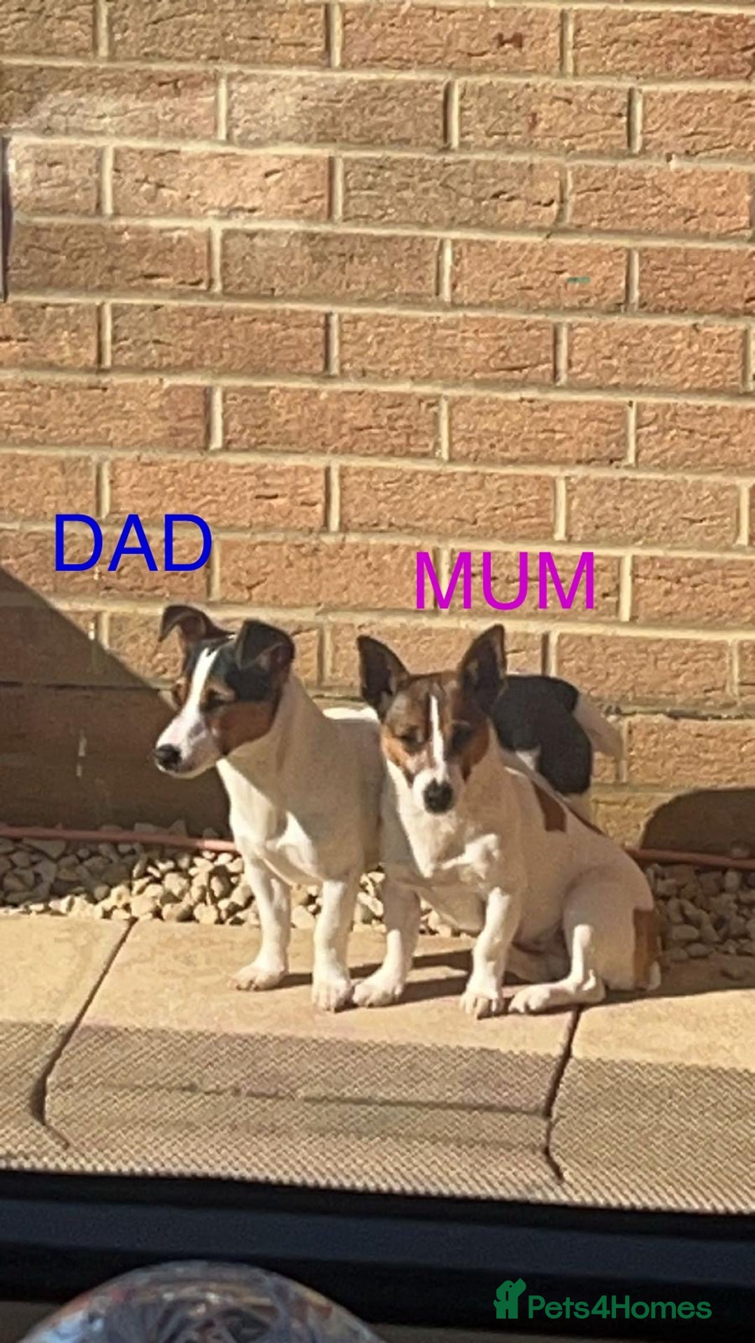 Jack Russell dogs for sale: Miniature Jack Russels  - Image 8