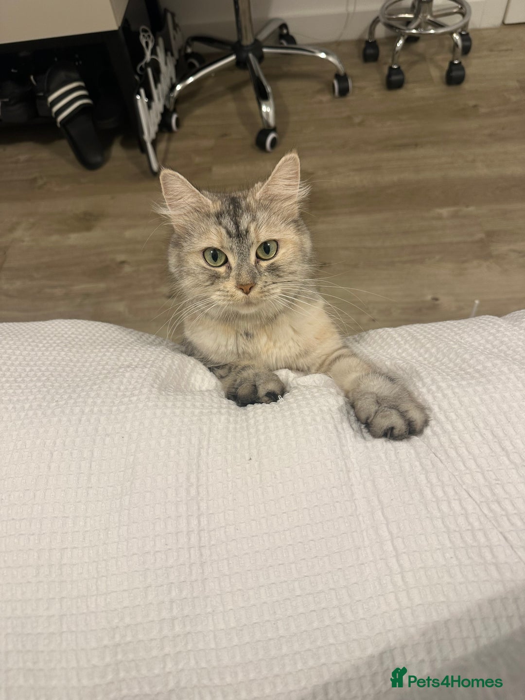 Mixed Breed cats for sale: Kittens available today! - Advert 2