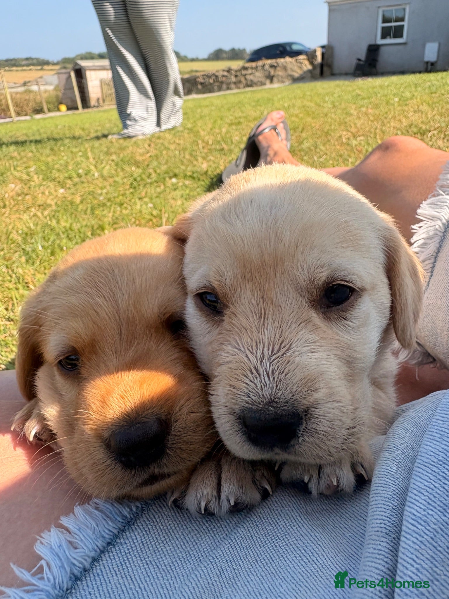 Mixed Breed dogs Labrador x visla puppies (Visladors) - Advert 2