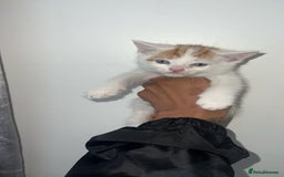 Mixed Breed cats for sale: Beautiful kittens looking for new homes!! - Image 13