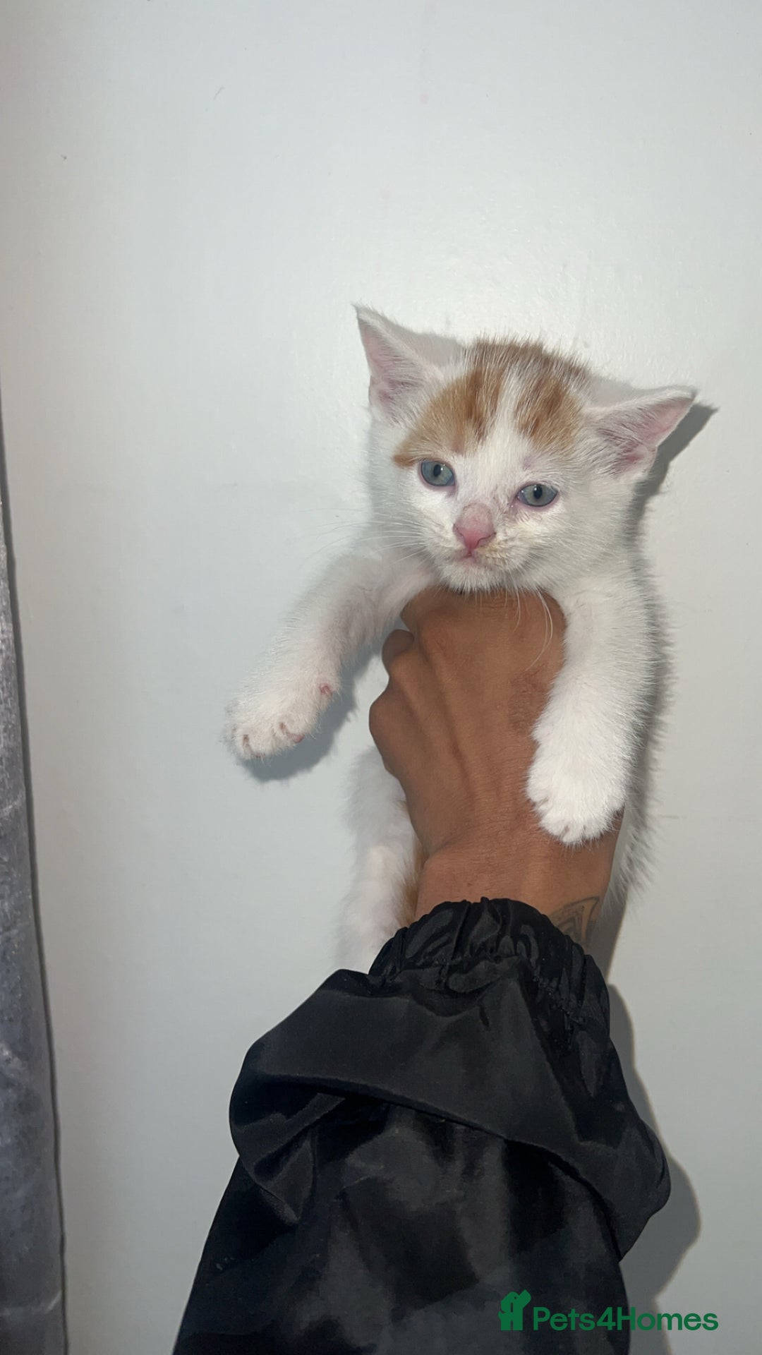 Mixed Breed cats for sale: Beautiful kittens looking for new homes!! - Image 13