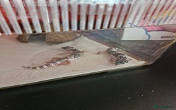 Leopard Gecko reptiles for sale: 2 female leopard ghekos  - Image 3