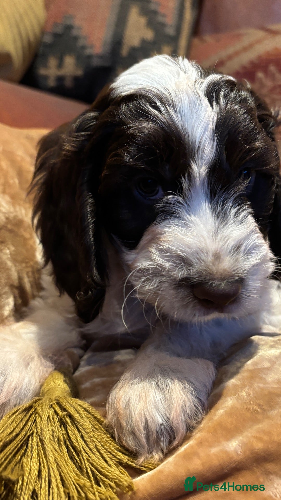 Cockapoo dogs 🩷💙F1 Quality Teddy Bear Cockapoo pups 🩷💙 - Advert 1