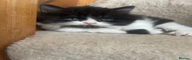 British Longhair boy 