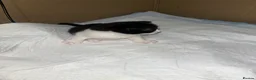 British Shorthair cats for sale: 4 kittens 3 female and 1 male  - Advert 4