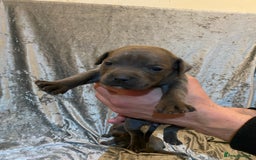 Staffordshire Bull Terrier dogs for sale: Blue Staffordshire bullterrier  - Image 6