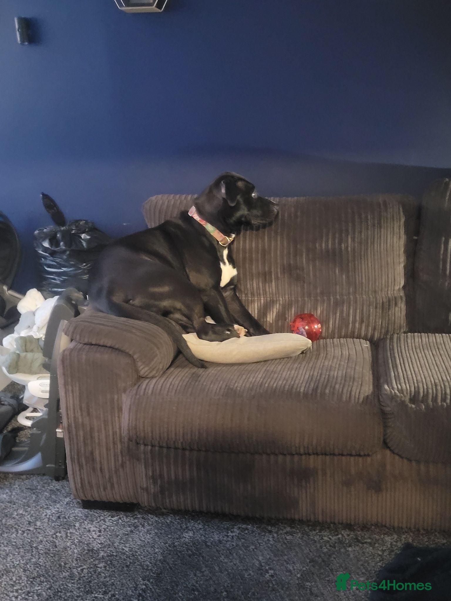 Mixed Breed dogs Bella  - Advert 3