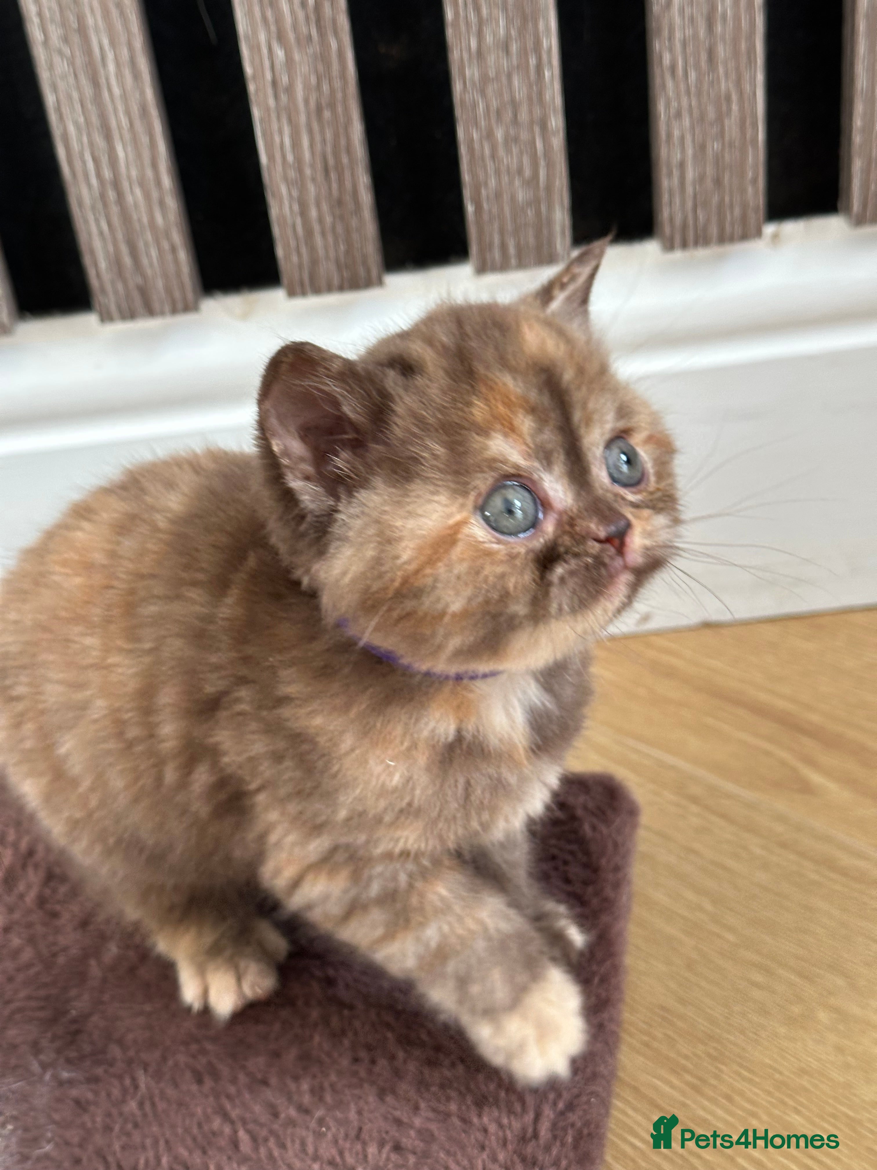 British Shorthair cats 😻Beautiful Chocolate Tortie BSH Kittens😻🎀 - Advert 1