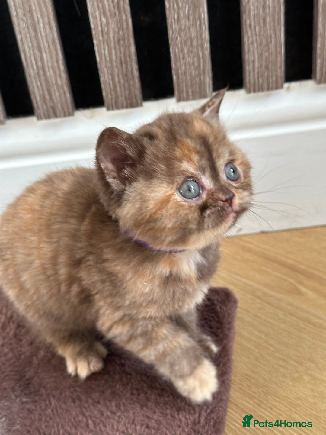 British Shorthair cats for sale: 😻Beautiful Chocolate Tortie BSH Kittens😻🎀 - Advert 3