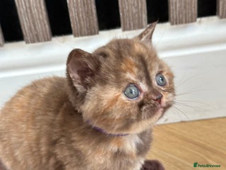British Shorthair cats 😻Beautiful Chocolate Tortie BSH Kittens😻🎀 - Advert 1