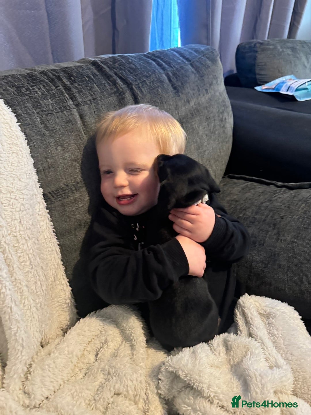 Miniature Dachshund dogs for sale: Gorgeous miniature dachshund puppy’s  - Advert 12