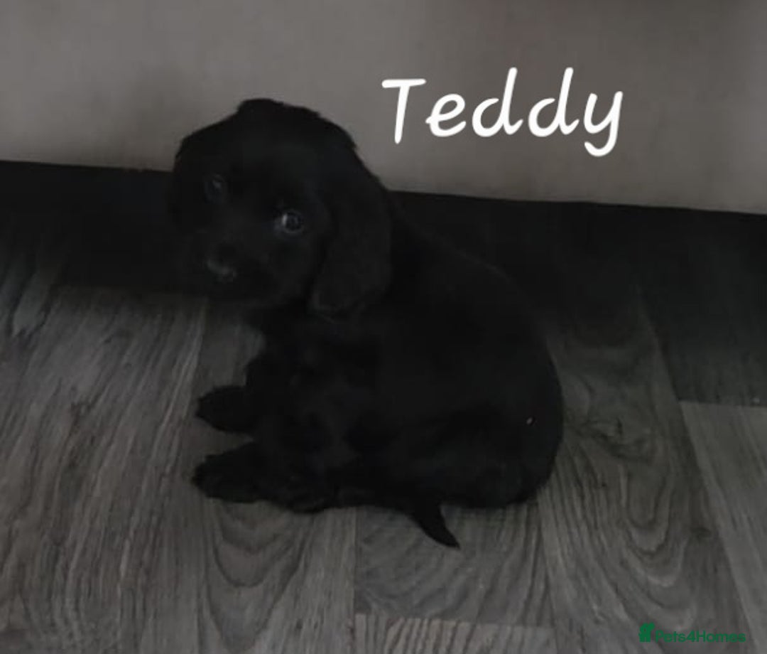 Cocker Spaniel dogs for sale: Two beautiful cocker spaniel puppies  - Advert 3
