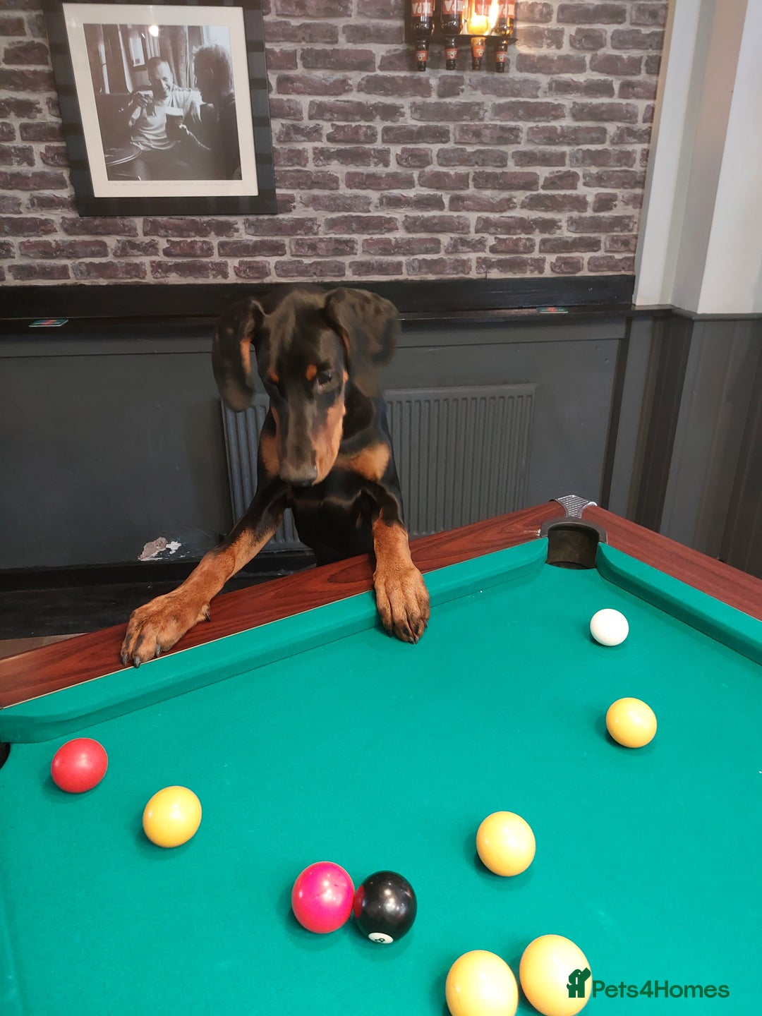 Dobermann dogs for stud: KC registered Black and Red Rust for stud - Advert 14