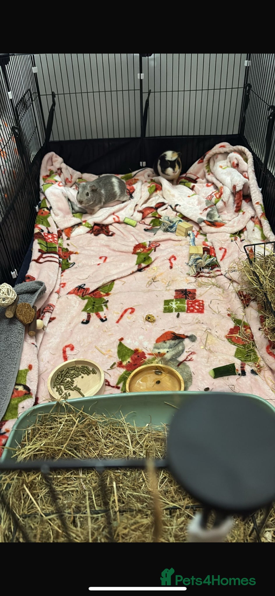 Guinea Pig rodents 2 8week male guinea pigs for sale!  - Advert 13