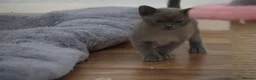 Burmese cats for sale: Affectionate Burmese boys - Advert 14