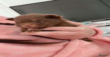 Pomeranian dogs - Advert 7
