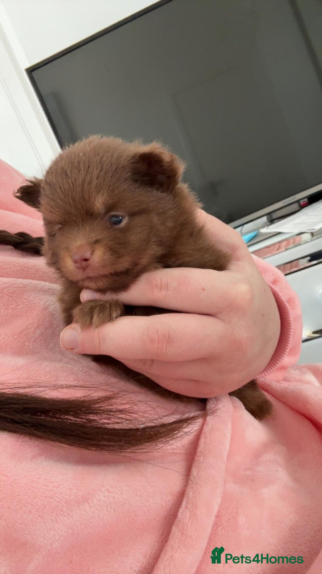 Pomeranian dogs for sale: GORGEOUS POMERANIAN PUPPIES  - Image 2