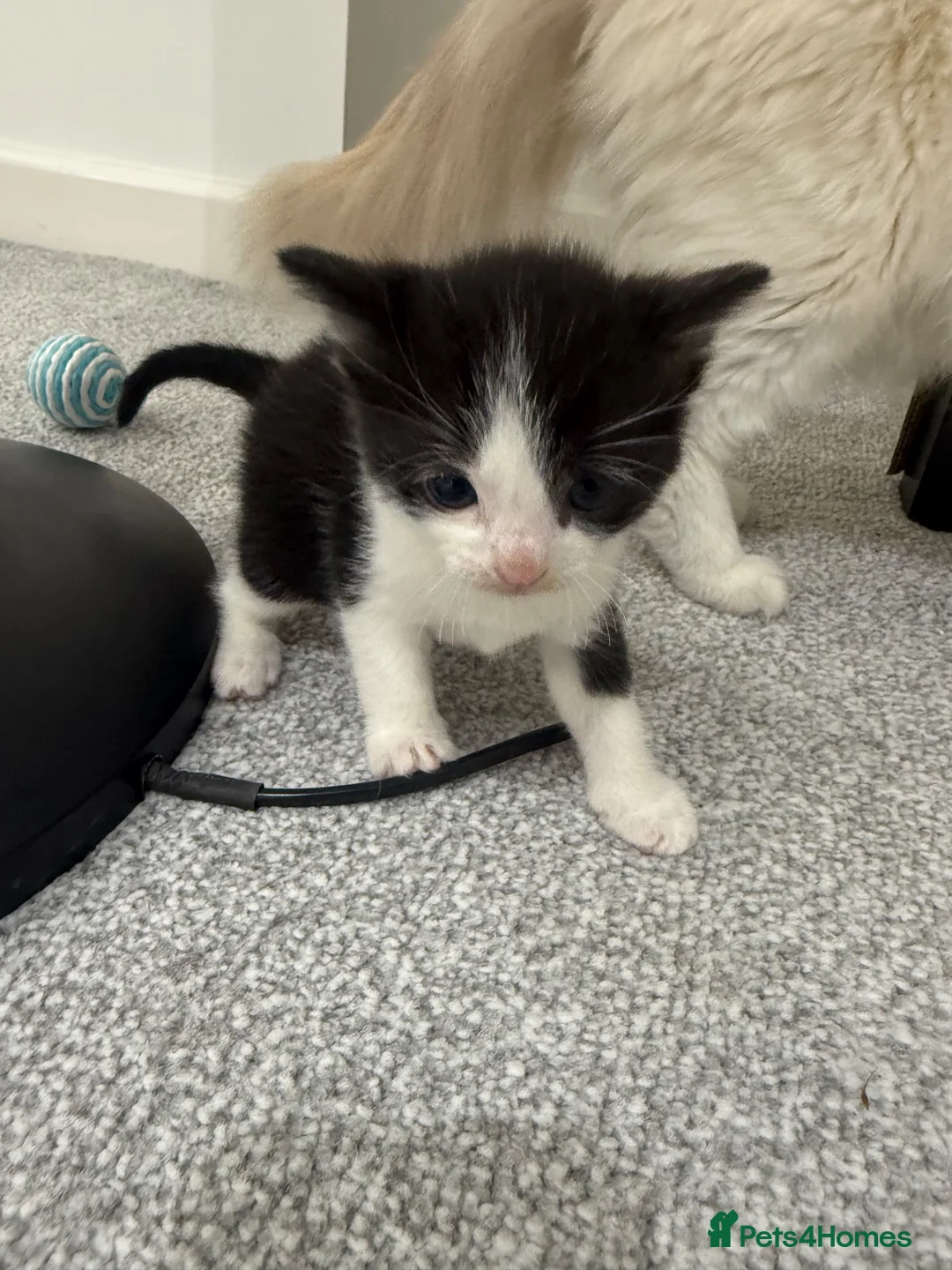 Bengal cats for sale: 4Beautiful Male Kitten Ragdoll & Ragdoll x Bengal in Altrincham - Advert 2