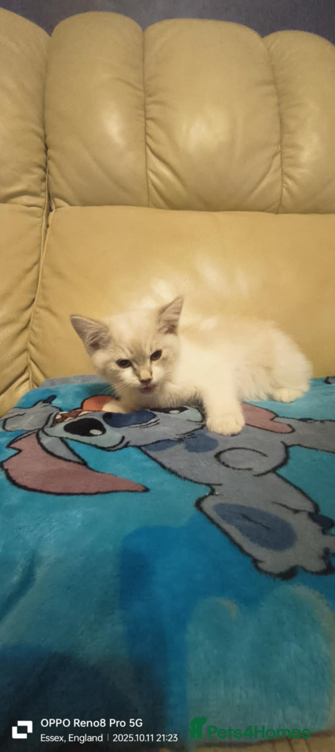 Ragdoll cats for sale: BEAUTIFUL RAGDOLL X  - Image 7