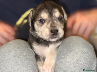 Mixed Breed dogs 1.mixed breed puppy for sale back and white - Advert 3