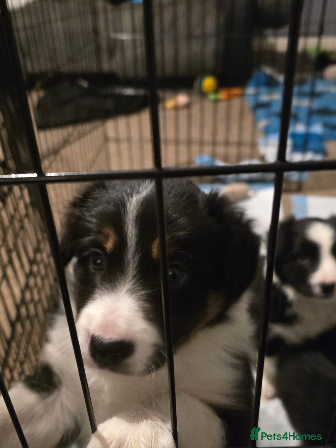 Border Collie dogs for sale: 4 female border collies - Advert 5