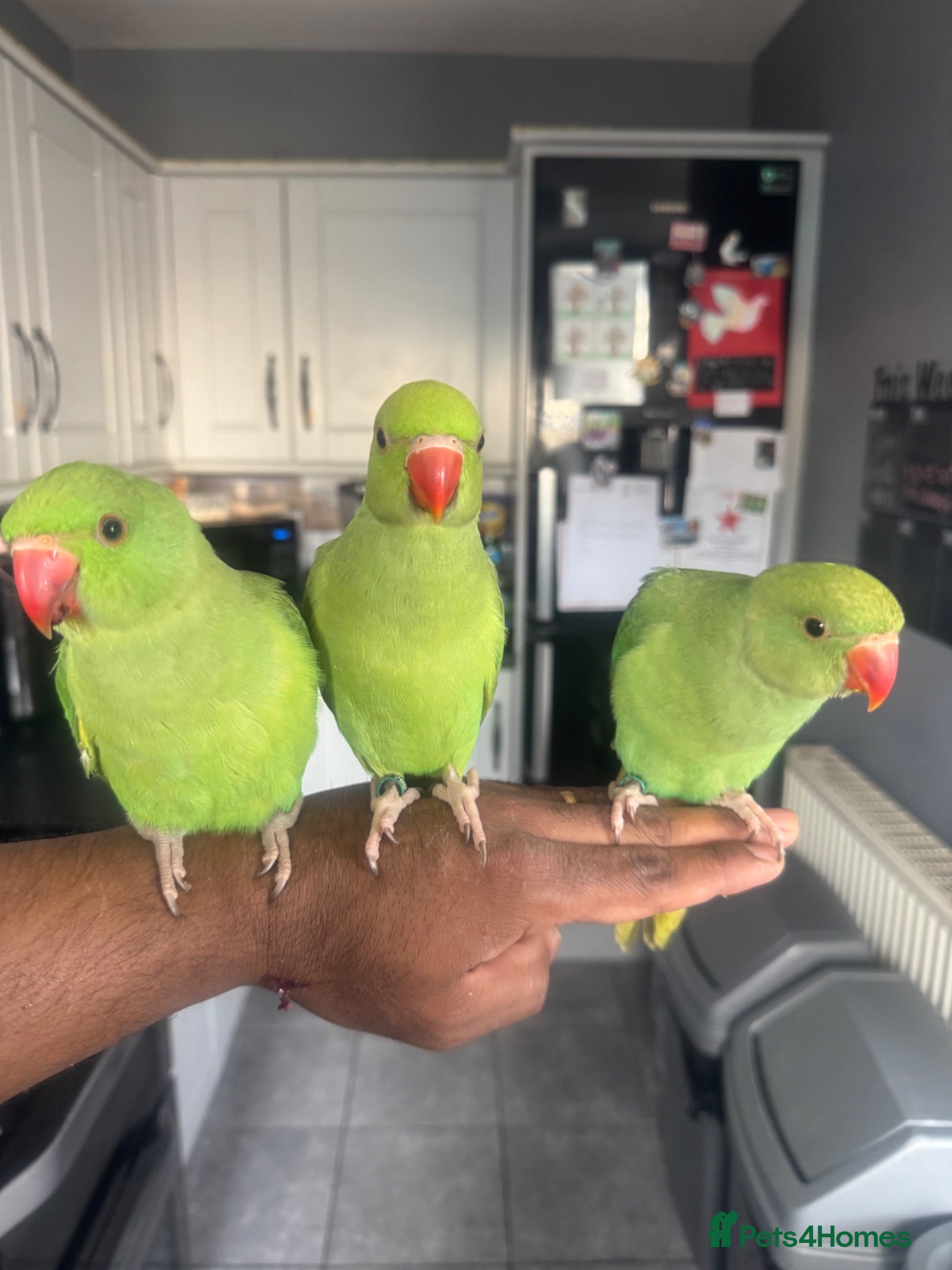 Ringnecks birds Hand reared Indian Ringneck’s  - Advert 14