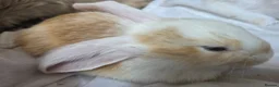 Continental Giant rabbits for sale: Beautiful giant rabbits  - Advert 9