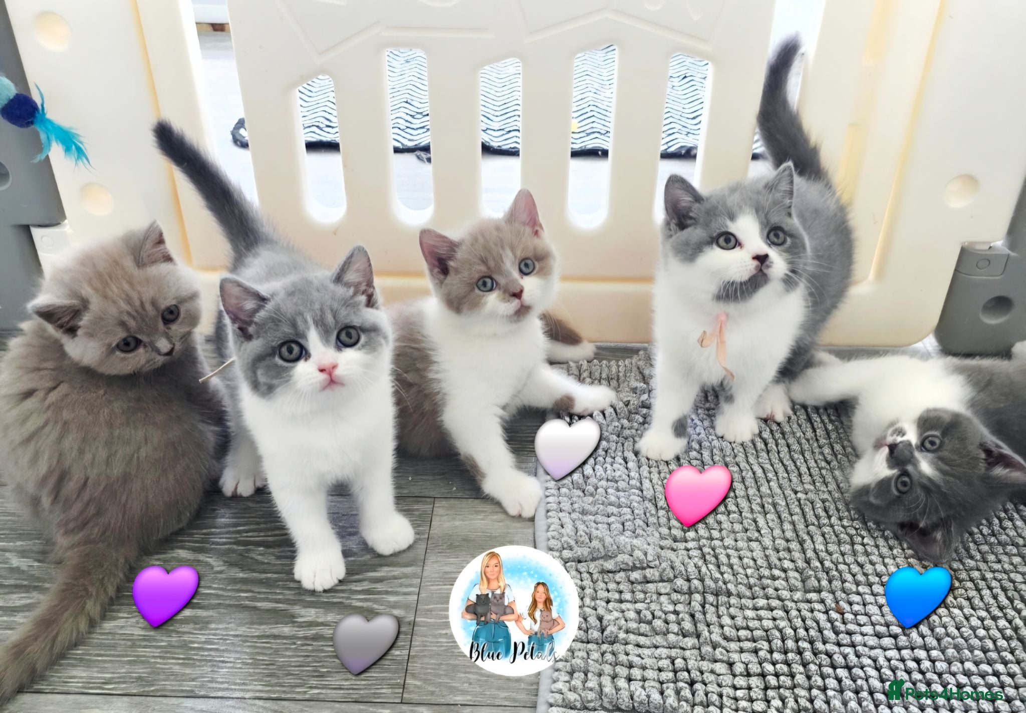 British Shorthair cats for sale: 5 Beautiful British short hair kittens available  - Advert 2