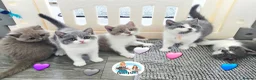 British Shorthair cats for sale: 5 Beautiful British short hair kittens available  - Advert 1