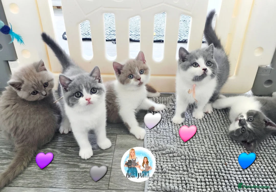 British Shorthair cats for sale: 5 Beautiful British short hair kittens available  - Advert 1