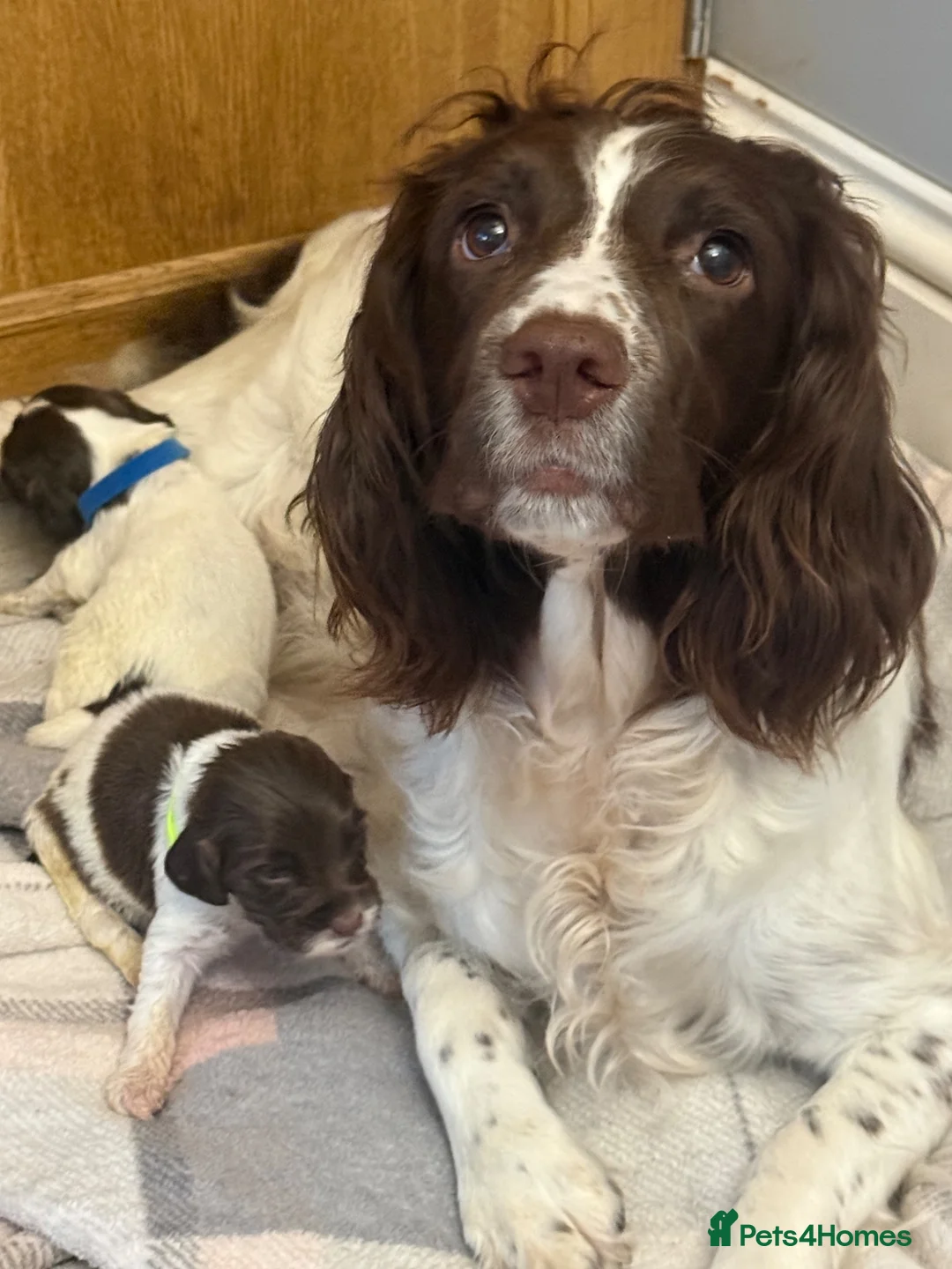 English Springer Spaniel dogs for sale: 15 ENGLISH SPRINGER SPANIEL PUPPIES - Advert 1