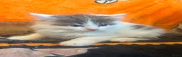 Ragdoll cats for sale: Ragdoll cross kittens  - Advert 6