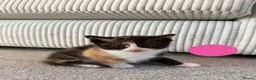 Mixed Breed cats for sale: Kittens for sale - Advert 4