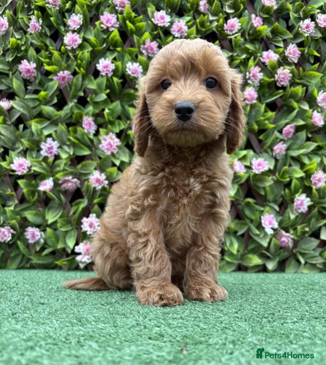 Cavapoo dogs for sale: Red/Brown Cavapoo - Advert 2