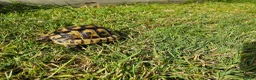 Tortoise reptiles for sale: Spur Thighed tortoise wildling - Advert 3