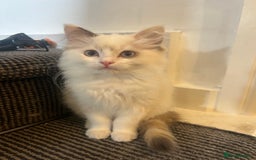 Ragdoll cats for sale: Beautiful female ragdolls - Image 3