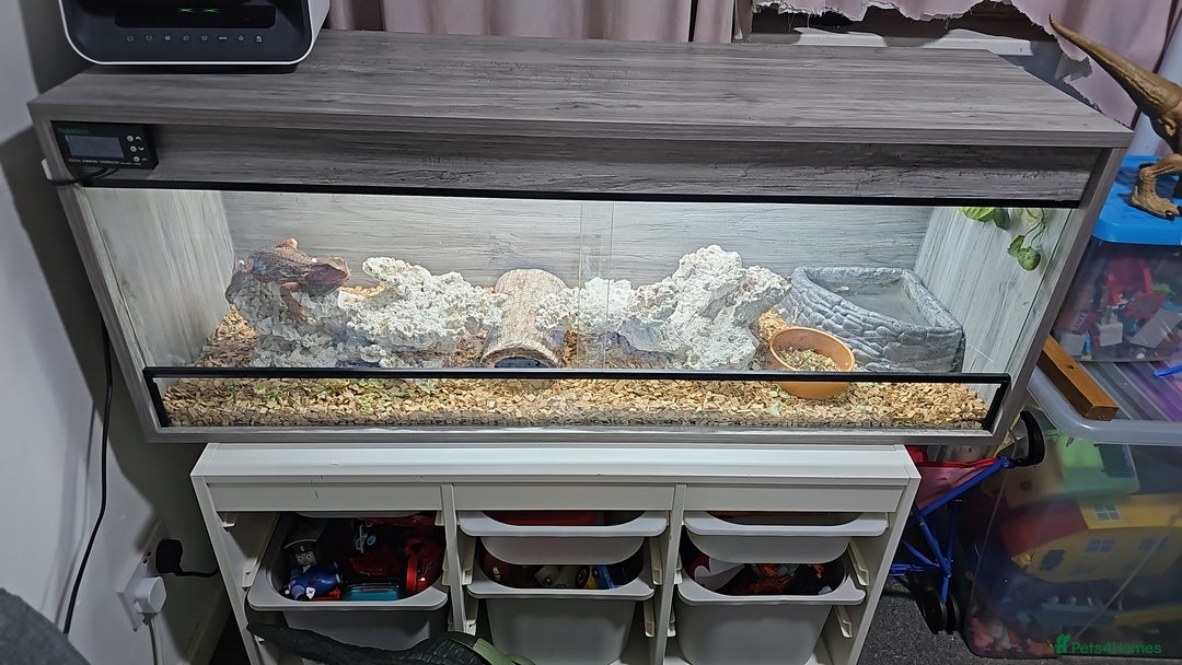 Bearded Dragon reptiles for sale: Bearded dragon - Advert 3